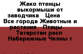 Жако птенцы выкормыши от заводчика › Цена ­ 1 - Все города Животные и растения » Птицы   . Татарстан респ.,Набережные Челны г.